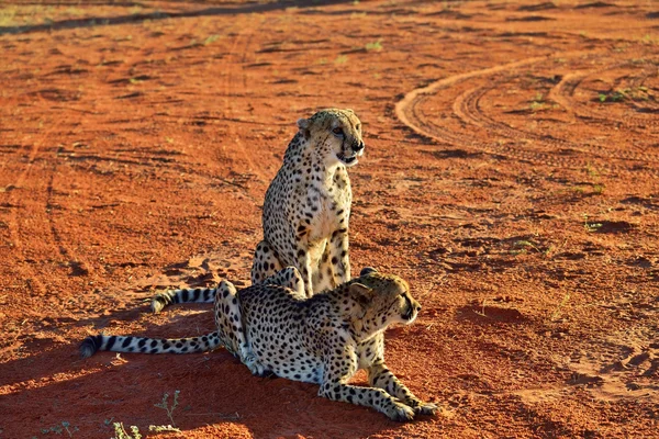 Afrika. Namibia. Geparden — Stockfoto