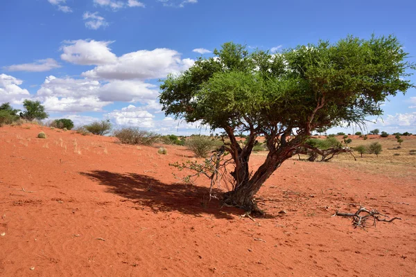 Kalahari Çölü, Namibya — Stok fotoğraf