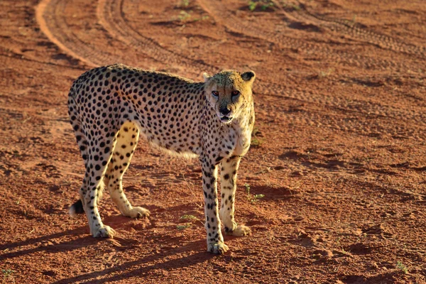 Africa. Namibia. Cheetah — Stock Photo, Image