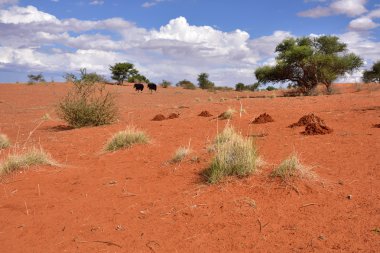 Kalahari Çölü, Namibya