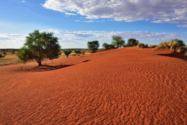 Kalahari desert, Namibia clipart