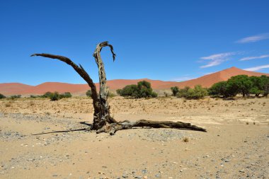 Namib-Naukluft Milli Parkı, Namibya, Afrika.