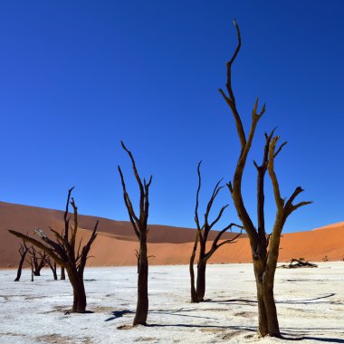 Deadvlei, Sossusvlei. Namibya