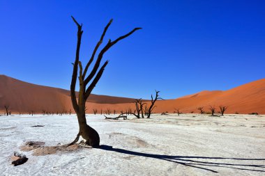Deadvlei, Sossusvlei. Namibya