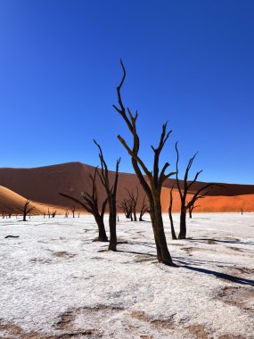 Deadvlei, Sossusvlei. Namibya