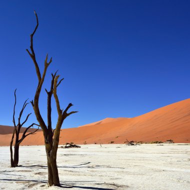 Deadvlei, Sossusvlei. Namibya