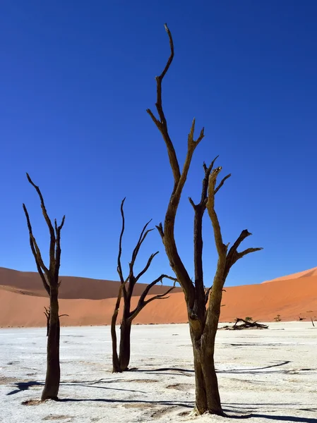 Deadvlei, Σοσουσβλάι. Ναμίμπια — Φωτογραφία Αρχείου