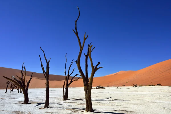 Deadvlei, Sossusvlei. Namibya