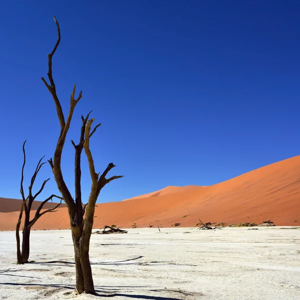 Deadvlei, Sossusvlei. Namibia — Fotografie, imagine de stoc