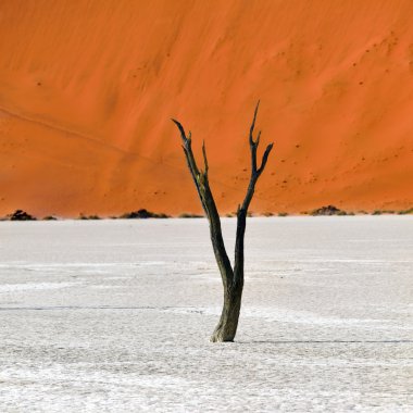 Deadvlei, Sossusvlei. Namibya
