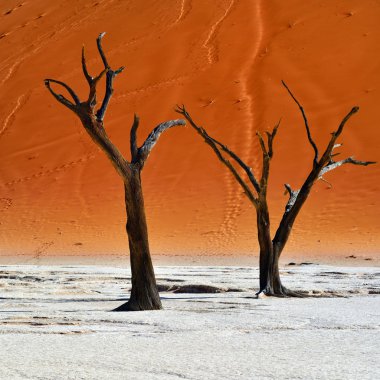 Deadvlei, Sossusvlei. Namibya