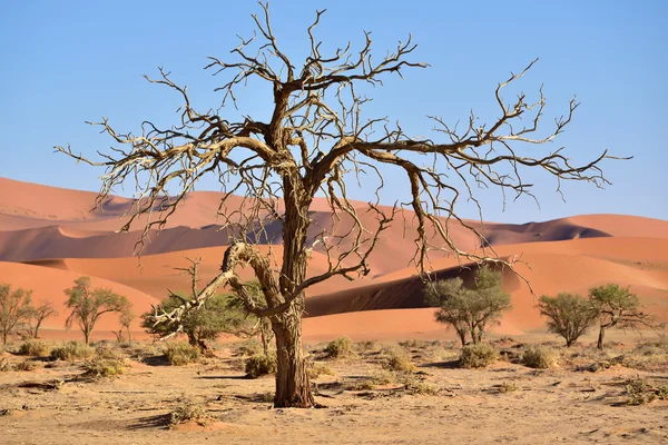 Parc national Namib-Naukluft, Namibie, Afrique — Photo