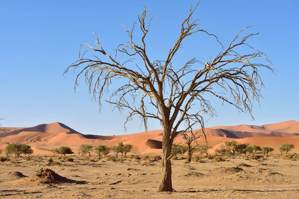 Namib-Naukluft Milli Parkı, Namibya, Afrika
