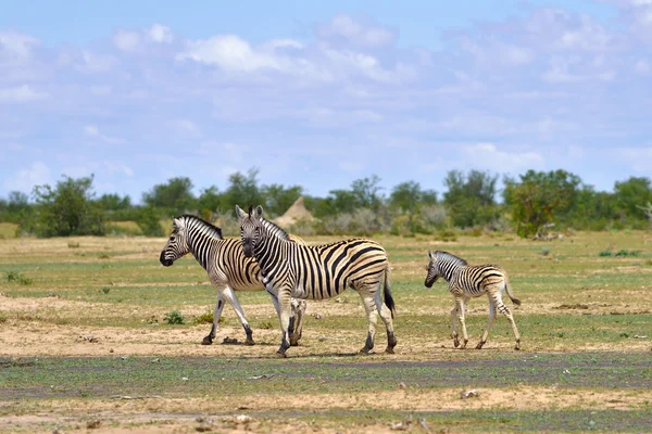 Cebras en Etosha, Namibia — Foto de Stock