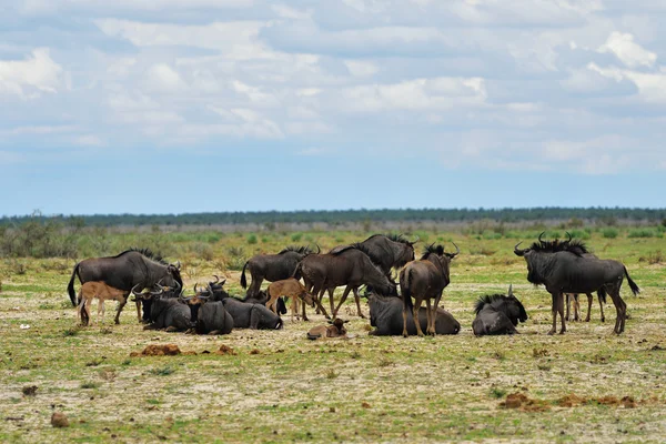 Blue wildebeest antiloper, Afrika — Stockfoto