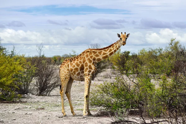 Girafa em Namíbia — Fotografia de Stock