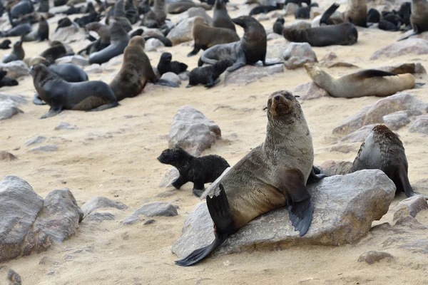 Cape pälssäl, Namibia — Stockfoto