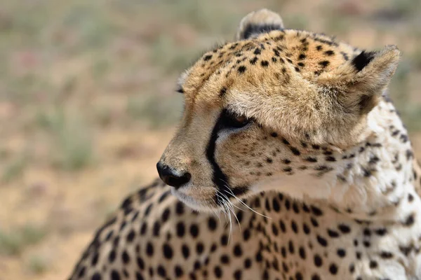 Africa. Namibia. Cheetah — Stock Photo, Image