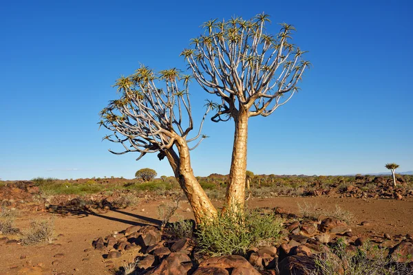 Quiver Tree Forest Namibia — Stock Photo, Image