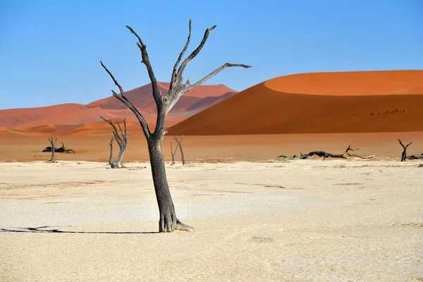 Deadvlei, Sossusvlei. Namibië — Stockfoto