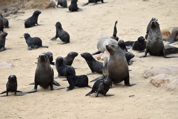 Cape fur seals, Namibia — Stock Photo, Image