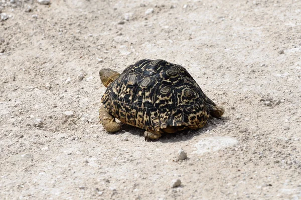 Schildkröte, Namibia, Afrika — Stockfoto