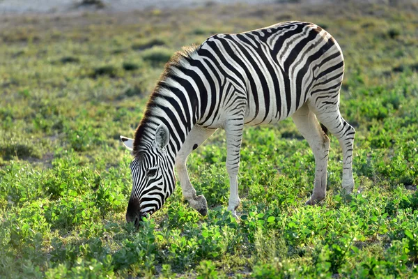 Zebra in Etosha, Namibië — Stockfoto