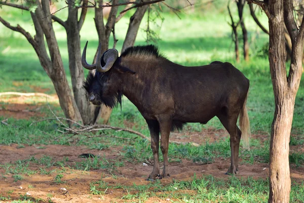 Svart GNU. Afrikanska djurlivet, Namibia — Stockfoto