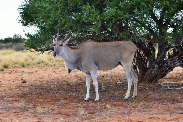 Grande antilope femelle kudu — Photo