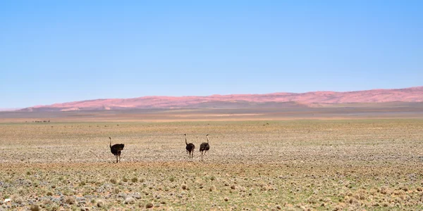 Namibská poušť, Afrika — Stock fotografie