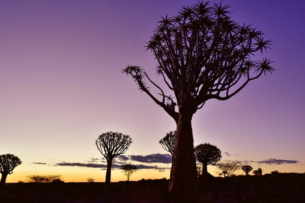 Toulec Les Namibie — Stock fotografie