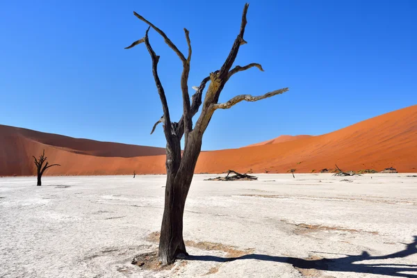 Deadvlei, Sossusvlei. Namibië — Stockfoto