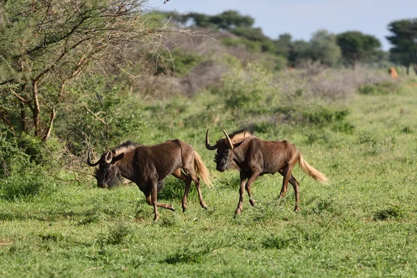 Um gnu negro. Vida selvagem africana, Namíbia — Fotografia de Stock