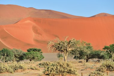 Namib-Naukluft Milli Parkı, Namibya, Afrika