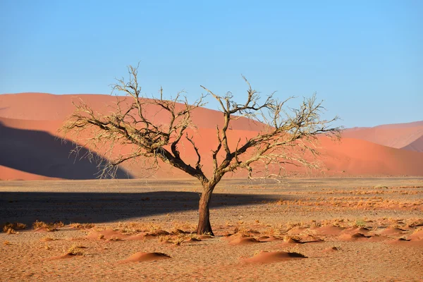 Parc national Namib-Naukluft, Namibie, Afrique — Photo