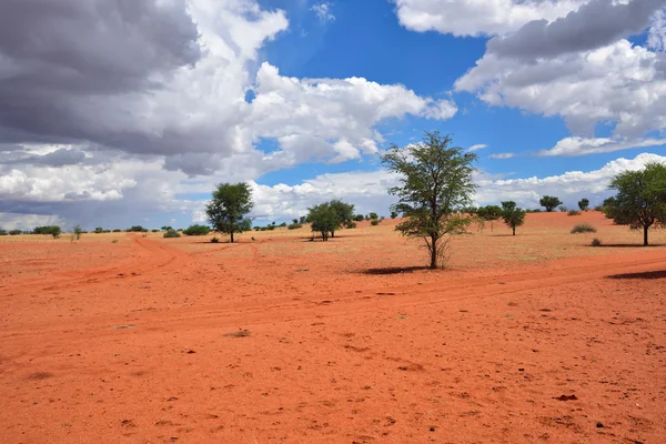 Deserto de Kalahari, Namíbia — Fotografia de Stock
