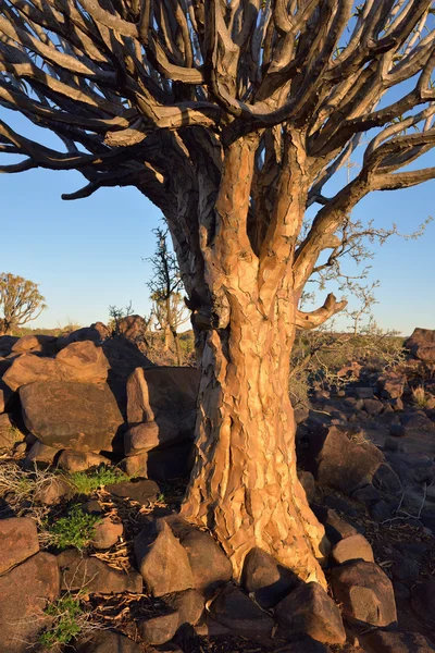 Koger träd skogen Namibia — Stockfoto