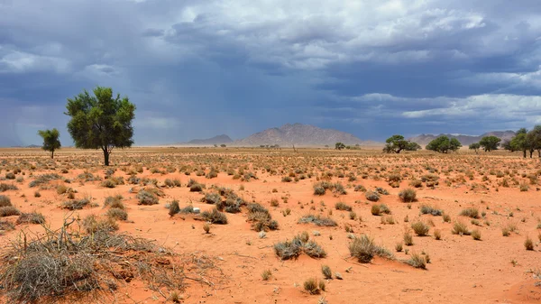 Namib desert landscape, Namibia — Stock Photo, Image
