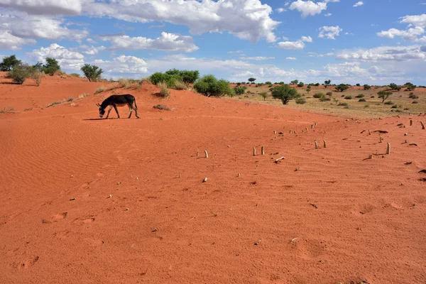 Deserto de Kalahari, Namíbia, África — Fotografia de Stock