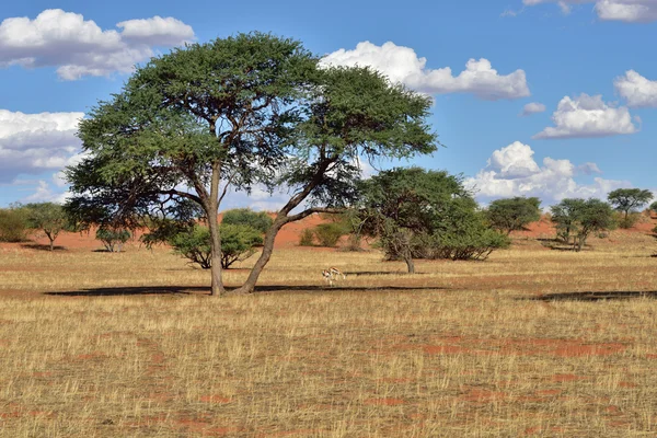 Désert du Kalahari, Namibie — Photo