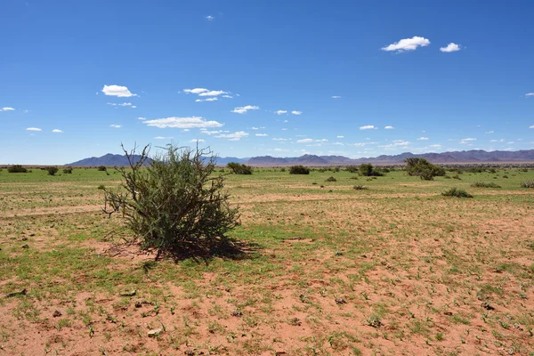 Намиб-Пустыня — стоковое фото