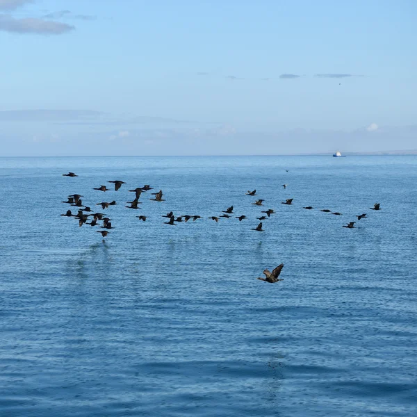 Cape cormorants, Namibia — Stock Photo, Image