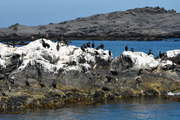 Cormoranes del Cabo sobre las rocas — Foto de Stock