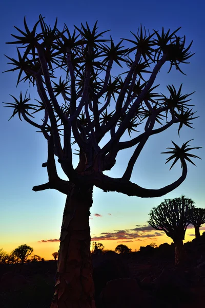 Quiver Tree Forest Namibia — Foto Stock