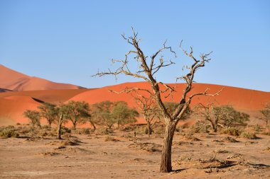Namib-Naukluft Milli Parkı, Namibya, Afrika