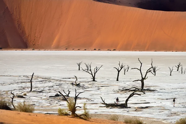 Deadvlei, Sossusvlei. Namibya — Stok fotoğraf