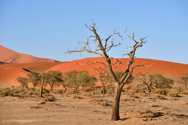 Národní Park Namib-Naukluft, Namibie, Afrika — Stock fotografie