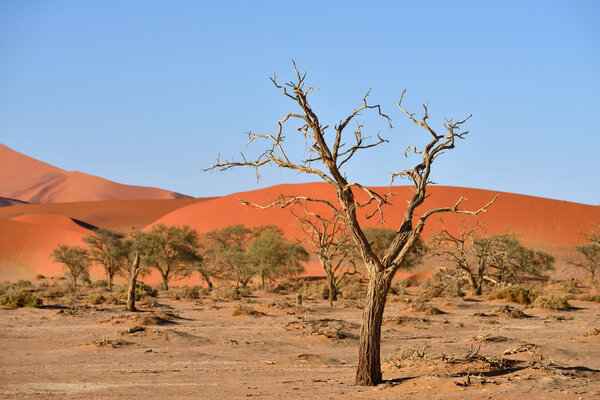 Namib-Naukluft National Park, Namibia, Africa