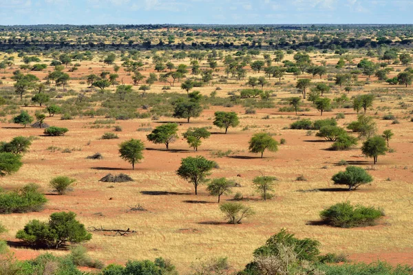 Desierto de Kalahari, Namibia — Foto de Stock