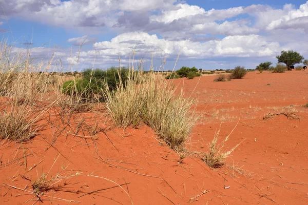 喀拉哈里沙漠纳米比亚 — 图库照片